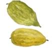a citron or etrog is one of the symbols of Sukkot holiday a citron or etrog is one of the symbols of Sukkot holiday