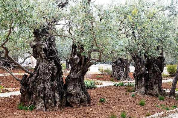 Garden of Gethsemane Christian site in Jerusalem where Jesus prayed with his disciples on the night before his betrayal