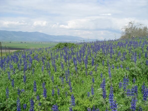fields of Blue Lupine wildflowers blooming in the Galilee during the late winter early spring
