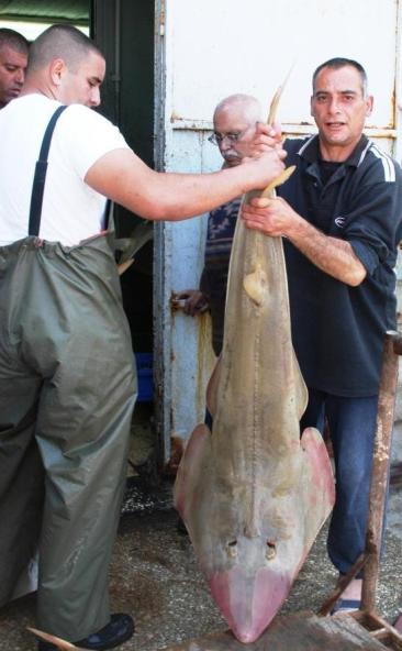 fresh catch at Tel Aviv's Carmel market fresh catch at Tel Aviv's Carmel market