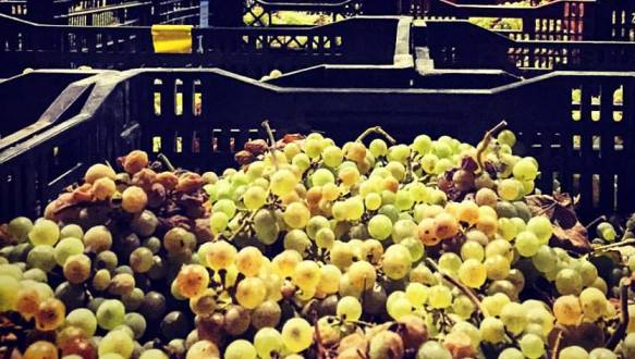 grave harvest at Vitkin Winery in the Sharon Plain region