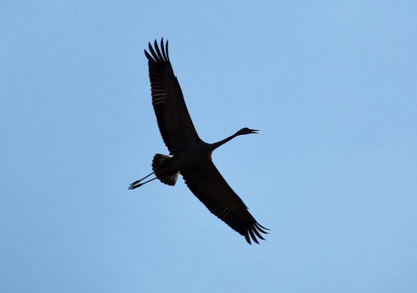 Crane in Hula Valley in the North of Israel