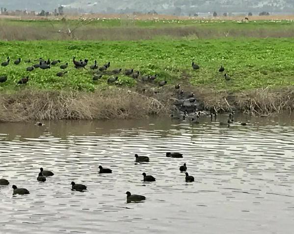 millions of migrating birds pass through the Hula Valley in the north of Israel every year