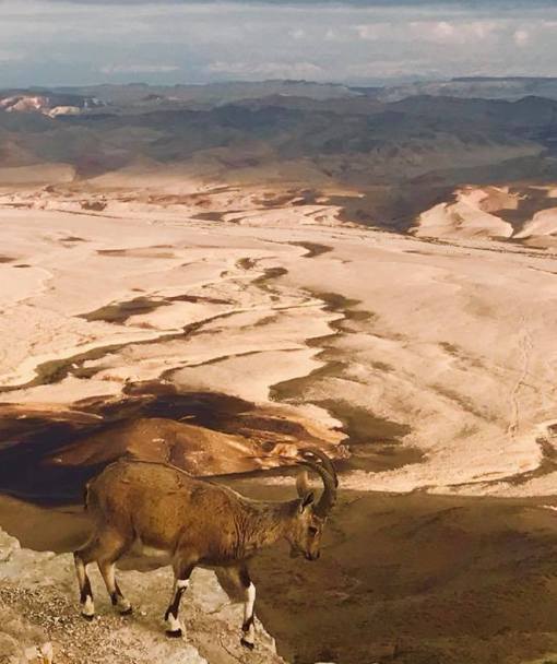 The Wonders of Israel Nature