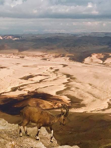 Ibex at Makhtesh Ramon Crater in Hanegev Israel Desert