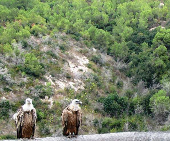 griffin vultures at Carmel Hai-Bar Nature Reserve
