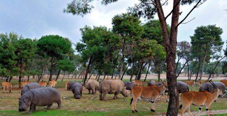 israel zoo and safari herds feeding winter israel zoo and safari herds feeding winter