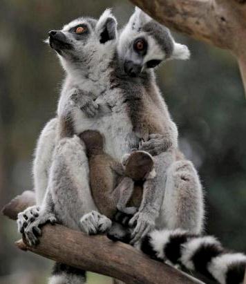 israel zoo and safari two lemurs and babies israel zoo and safari two lemurs and babies