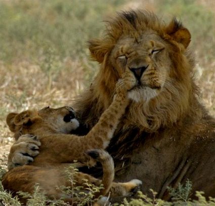 tel aviv entertainment and tours at the israel zoo and safari