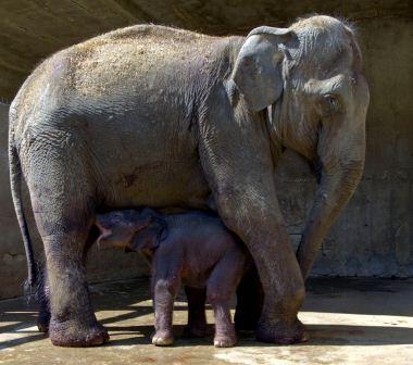 israel zoo and safari elephant mother and baby israel zoo and safari elephant mother and baby