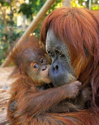 israel zoo and safari rahamim baby orangutan with mother israel zoo and safari rahamim baby orangutan with mother