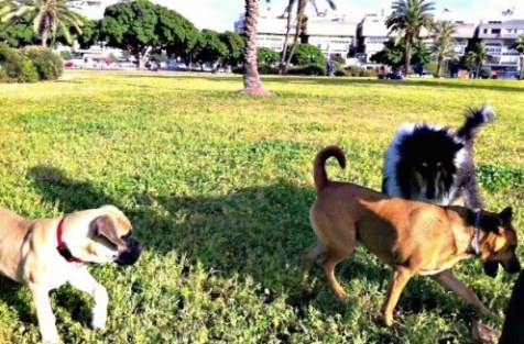 Kikar Hamedina in Tel Aviv - besides offering the best of high fashion shopping, it's a dog lover's paradise