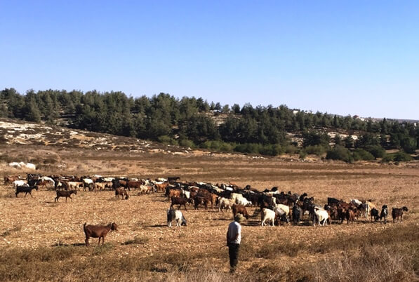 Lachish goats in pasture