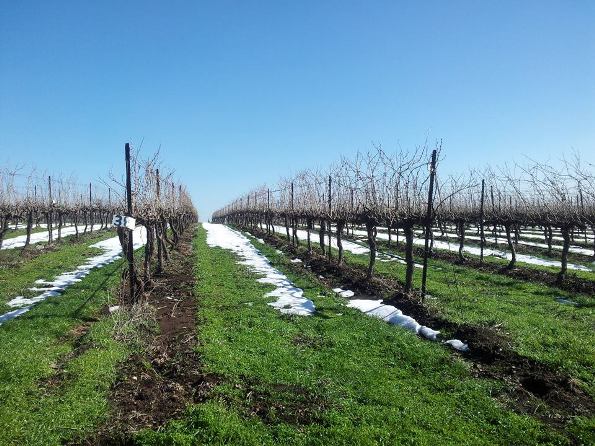 the Golan Heights is one of Israel's unique wine regions