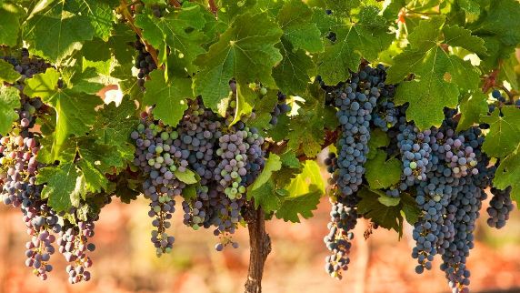 grapes on the vineyard in Israel