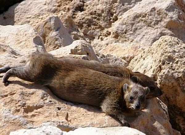 rock hyraxes sunning themselves on the rocks around Rosh Hanikra rock hyraxes sunning themselves on the rocks around Rosh Hanikra