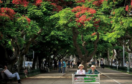 tree-lined Rothschild Boulevard in Tel Aviv tree-lined Rothschild Boulevard in Tel Aviv