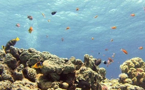 Coral Beach (Almog) Eilat - view while snorkeling