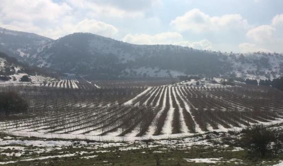 Ramat Hagolan Wineries during the snow