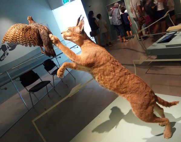 Tel Aviv's new Steinhardt Museum of Natural History opened in 2018