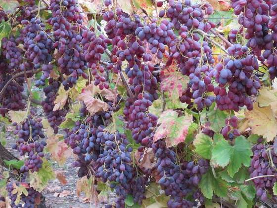 Grape harvest time at Moshav Lakhish Grape harvest time at Moshav Lakhish