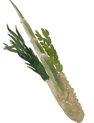 the 4 species are an icon of Sukkot holiday