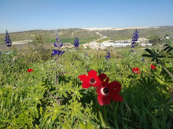 wild flowers blooming at Emek HaEla, one of the premier wine valleys near the Judean Hills